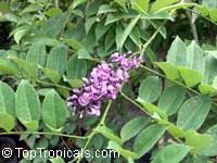 Lonchocarpus violaceus, Lilac Tree, Dotted Lancepod, Chaperno