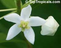Hoya odorata, Wax plant