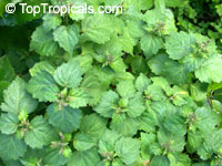 Pogostemon patchouli, Pogostemon heyneanus, Patchouli, Pucha-pat