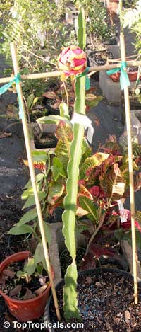 Hylocereus sp., Selenicereus sp., Pitaya, Pitahaya, Dragon Fruit, Strawberry Pear
