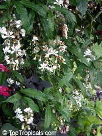 Clerodendrum wallichii, Clerodendrum nutans, Bridal veil, Nodding Clerodendron