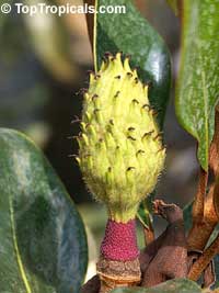 Magnolia grandiflora, Bull Bay, Southern Magnolia Magnolia grandiflora, Bull Bay, Southern Magnolia