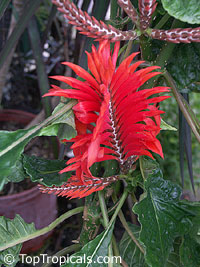 Aphelandra tetragona, Aphelandra cristata, Red aphelandra