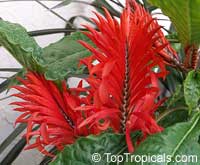 Aphelandra tetragona, Aphelandra cristata, Red aphelandra