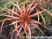 Ananas comosus, Pineapple, Pina