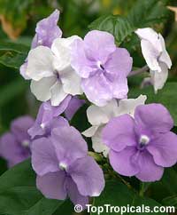 Brunfelsia grandiflora - Yesterday-Today-Tomorrow

Click to see full-size image