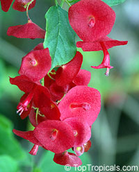 Holmskioldia sanguinea - Red Chinese hat