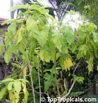 Pisonia alba, Pisonia brunoniana, Lettuce tree, Cabbage tree, Hawaiian Papala kepau, Sule sappu, Lachaikottei Pisonia alba, Pisonia brunoniana, Lettuce tree, Cabbage tree, Hawaiian Papala kepau, Sule sappu, Lachaikottei