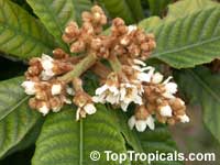 Eriobotrya japonica , Loquat, Japanese Plum Eriobotrya japonica , Loquat, Japanese Plum
