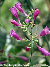 Strobilanthes flaccidifolius, Strobilanthes cusia, Pink Strobilanthes, Chinese Rain Bell, Vein Leaf Acanthus