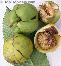 Dillenia indica, Dillenia speciosa, Elephant Apple, Chulta, Hondapara Tree, Ma-tad