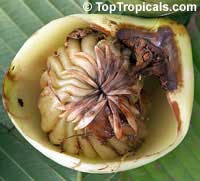 Dillenia indica, Dillenia speciosa, Elephant Apple, Chulta, Hondapara Tree, Ma-tad