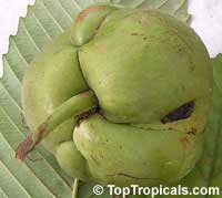 Dillenia indica, Dillenia speciosa, Elephant Apple, Chulta, Hondapara Tree, Ma-tad