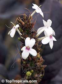Eranthemum nigrum, Black Magic, Sky Flower, Ebony Eranthemum nigrum, Black Magic, Sky Flower, Ebony