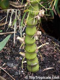 Bambusa sp.