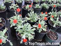 Senecio fulgens, Kleinia fulgens, Orange thistle, Coral senecio