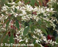 Euphorbia leucocephala, Pascuita, Snows of Kilimanjaro, White Small Leaf Poincettia, Snow Bush, White-laced euphorbia, Snow Flake, Poinsettia
