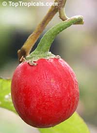 Solanum melongena, Tropical Eggplant, Asian Eggplant