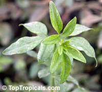 Jasminum stephanense, Jasminum beesianum hybrid, Pink Hybrid Jasmine