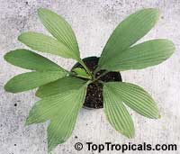 Carludovica sp., Carludovica palm, Jungle drum