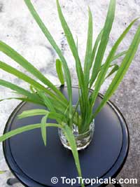 Neomarica longifolia, Trimezia martinicensis