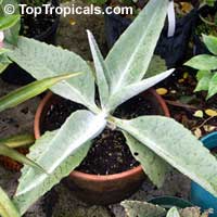Kalanchoe gastonis-bonnieri, Kalanchoe adolph-engleri, Bryophyllum adolph-engleri