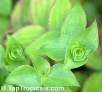 Tradescantia albiflora, Tradescantia fluminensis, Inch plant, White-Flowered Wandering Jew
