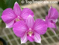 Dendrobium x Phalaenopsis, Dendrobium Stripe Thailand