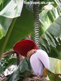 Musa sp., Banana, Bananier Nain, Canbur, Curro, Plantain