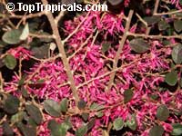 Loropetalum chinense, Dwarf Loropetalum