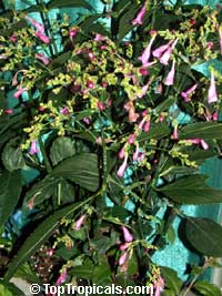 Strobilanthes flaccidifolius, Strobilanthes cusia, Pink Strobilanthes, Chinese Rain Bell, Vein Leaf Acanthus