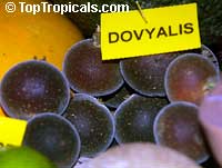 Dovyalis hebecarpa, Dovyalis abyssinica, Tropical Apricot, Ketembilla, Ceylon Gooseberry