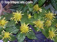 Schaueria flavicoma, Golden Plume Schaueria flavicoma, Golden Plume