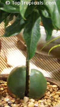 Castanospermum australe, Black Bean, Moreton Bay Chestnut