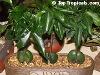 Castanospermum australe, Black Bean, Moreton Bay Chestnut