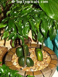Castanospermum australe, Black Bean, Moreton Bay Chestnut