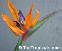 Strelitzia reginae, Strelitzia Juncea, Bird of paradise, Crane Flower, Stelitzia