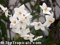 Solanum jasminoides, White Potato Vine, jasmine nightshade
