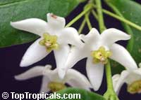 Hoya odorata, Wax plant