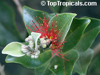 Metrosideros collina, Metrosideros polymorpha, Sping fire, Ohia Lehua (Hawaii), Vuga (Fiji Islands), Anume (Samoa)