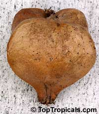Barringtonia asiatica, Mammea asiatica, Barringtonia speciosa, Agasta asiatica, Butonica rumphina