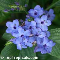 Eranthemum pulchellum, Eranthemum nervosum, Blue sage, Blue eranthemum