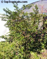 Dovyalis hebecarpa, Dovyalis abyssinica, Tropical Apricot, Ketembilla, Ceylon Gooseberry