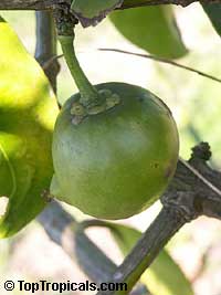 Garcinia xanthochymus, Garcinia tinctoria