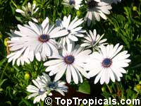 Osteospermum fruticosum, Dimorphotheca fruticosa, Trailing African Daisy, Freeway Daisy, Blue Eyed Daisy