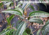 Tetrazygia bicolor, West Indian Lilac, Florida clover ash