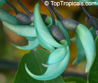 Strongylodon macrobotrys, Turquoise Jade Vine, Blue Jade Vine