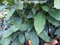 Barringtonia racemosa, Putat Kampung, Fish-killer Tree, Fish-poison Wood, Freshwater Mangrove