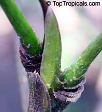 Osmoxylon novoguineense, Osmoxylon, Miagos bush, Fuzzy Wrinkle, Oldmans Hand