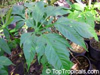 Osmoxylon novoguineense, Osmoxylon, Miagos bush, Fuzzy Wrinkle, Oldmans Hand